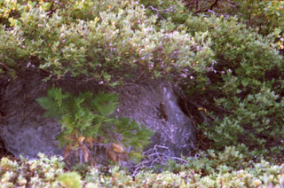 Manzanita and rock along the lower section of Summit City Creek